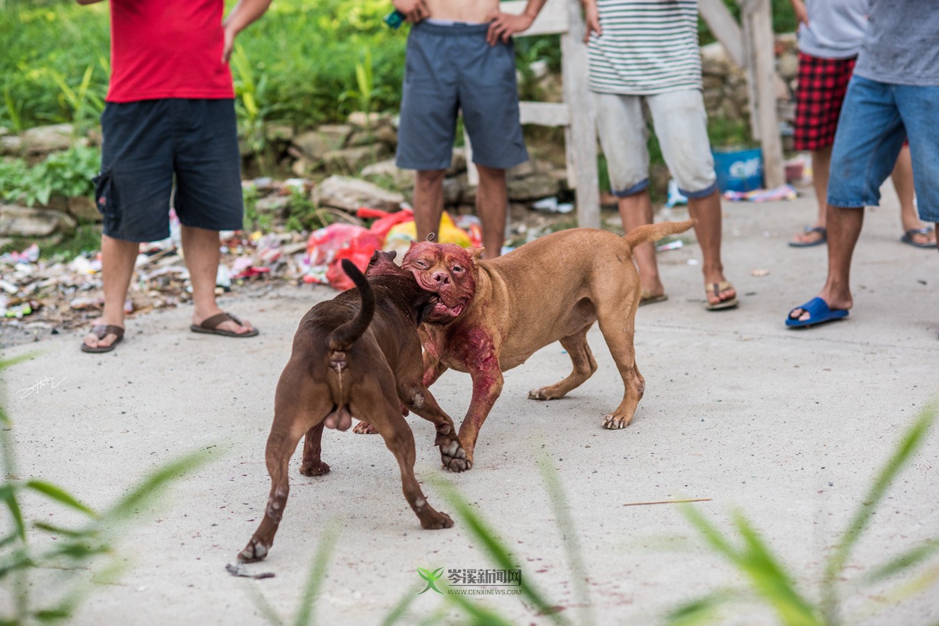 玉林斗狗風(fēng)采,小巷深處的獨(dú)特風(fēng)情展