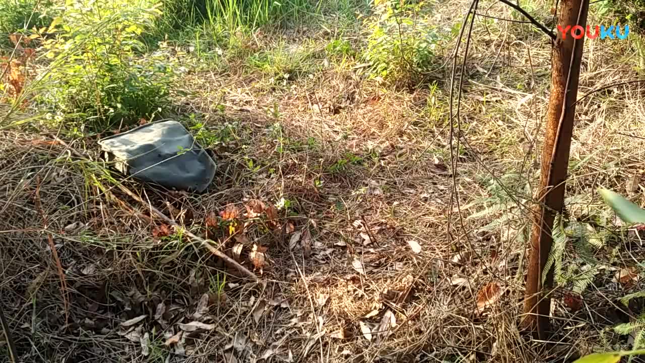 鷓鴣中套最新視頻，領(lǐng)略傳統(tǒng)藝術(shù)魅力的震撼登場(chǎng)！