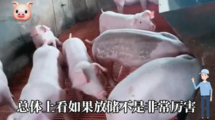 最新閹豬技巧步驟指南，專業(yè)方法與實(shí)用操作指南