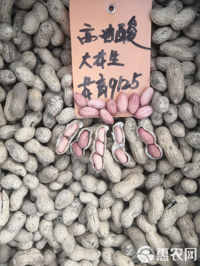 最新花生品種，小巷中的隱秘寶藏發(fā)現(xiàn)