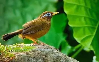 鎮(zhèn)雄房屋最新出售信息，家園變遷與自我成長(zhǎng)的自信成就