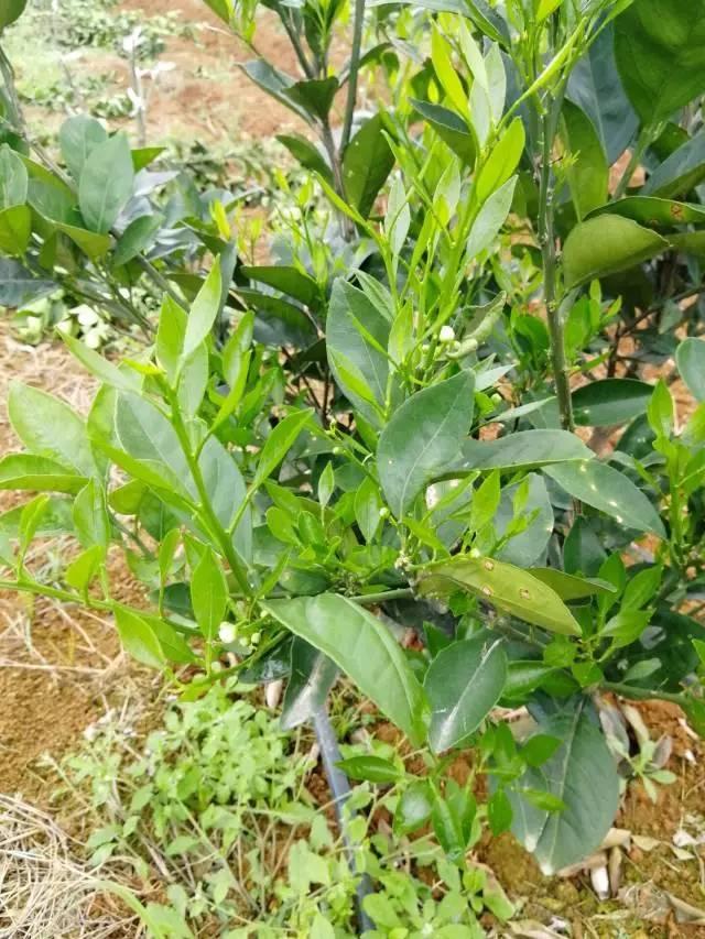 柑橘最新保果技術(shù)，開啟探索之旅，勵(lì)志無限可能