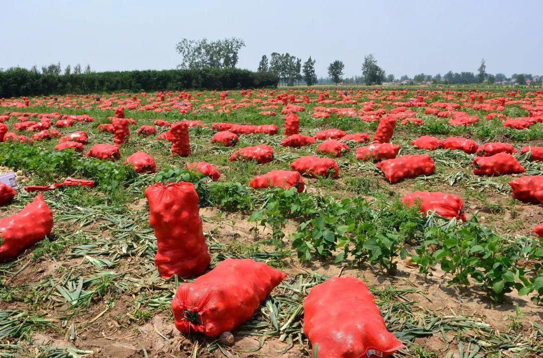 金鄉(xiāng)洋蔥出庫最新價(jià)格，獲取與了解的步驟指南