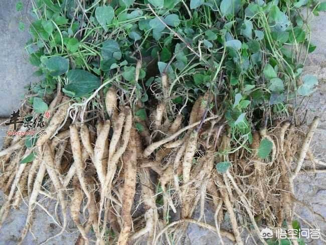 甘肅黨參最新價格動態(tài)，市場走勢與影響因素分析