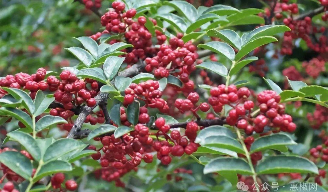 花椒價(jià)格最新行情2024，科技引領(lǐng)，椒香走向未來