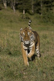 4949正版免費資料大全百度,作戰(zhàn)指揮保障_CKU9.739遠程版