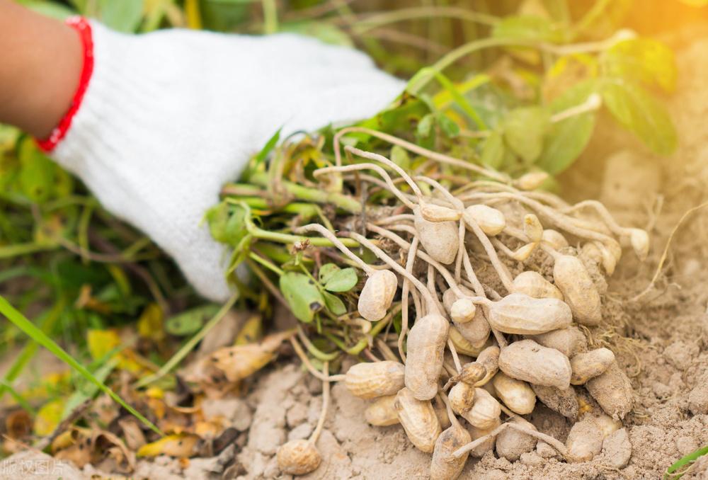 遼寧玉米最新價(jià)格動(dòng)態(tài)，變化中的機(jī)遇，學(xué)習(xí)成就自信與收獲