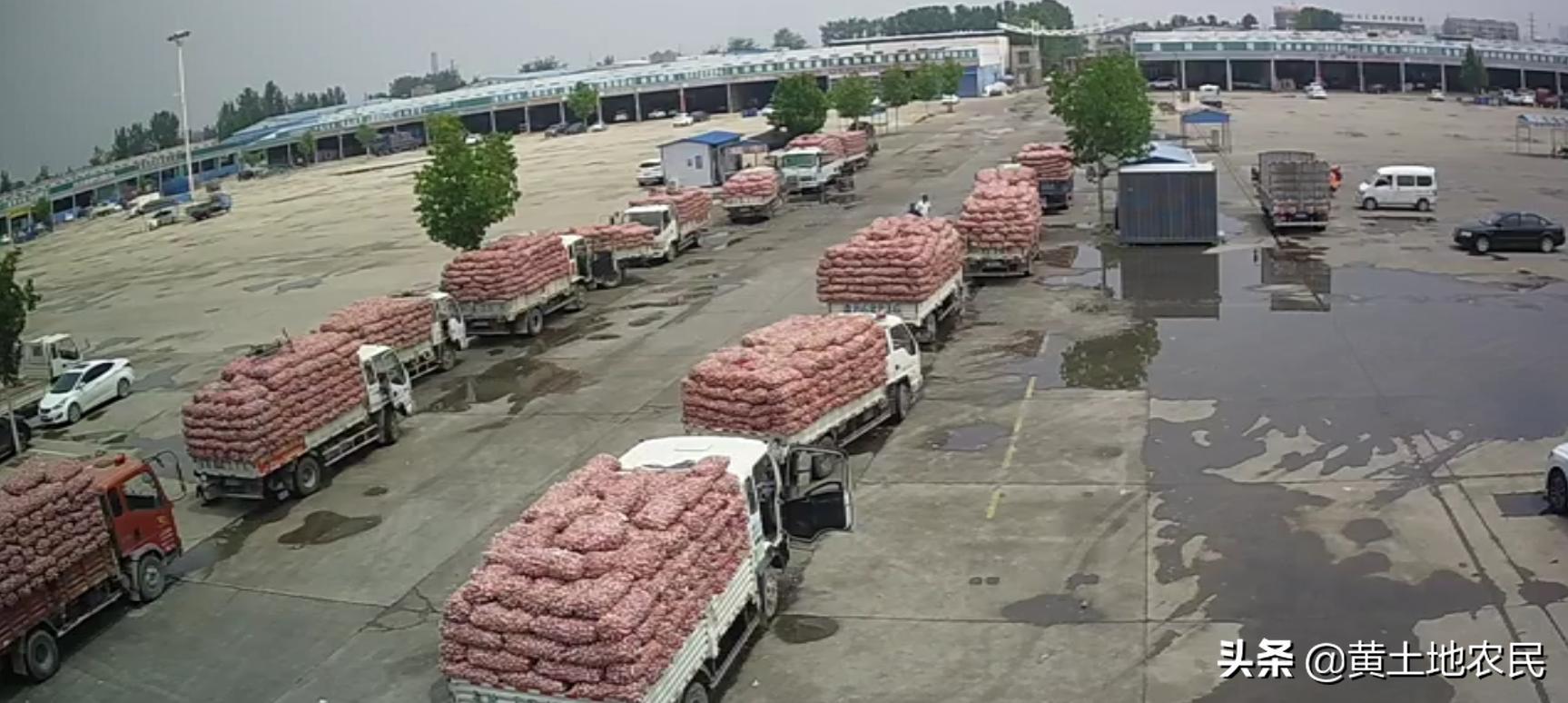 國際大蒜價格實時更新，最新行情概覽