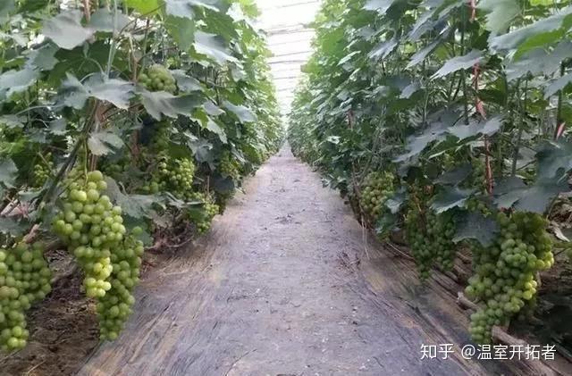 探索自然美景之旅，最新葡萄大棚種植模式揭秘