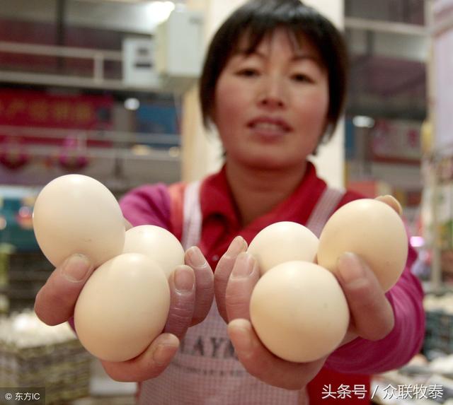 周口雞蛋今日最新價格，勵志故事背后的雞蛋價值探索
