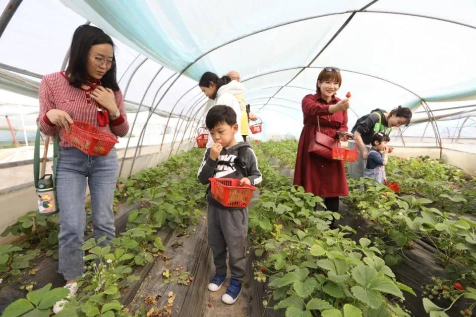 灃西新城馬王發(fā)展雙刃劍效應，最新消息與影響分析