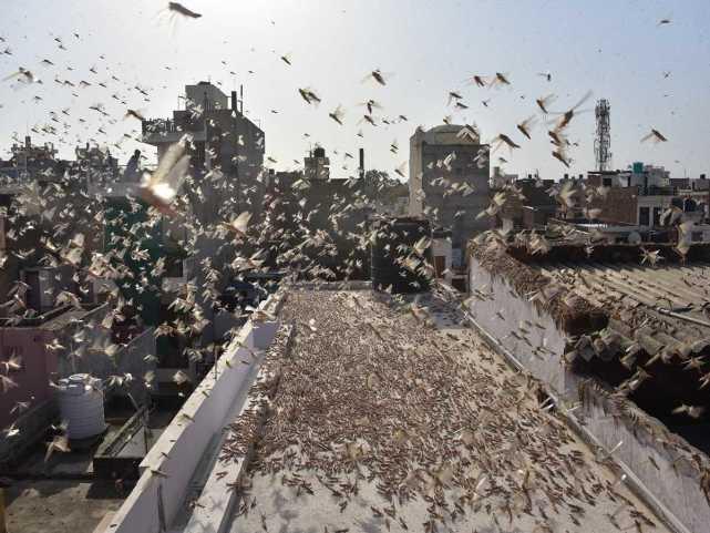 蝗蟲最新動態(tài)，蟲群變化學(xué)習(xí)之旅，自信與成就感的伴隨成長