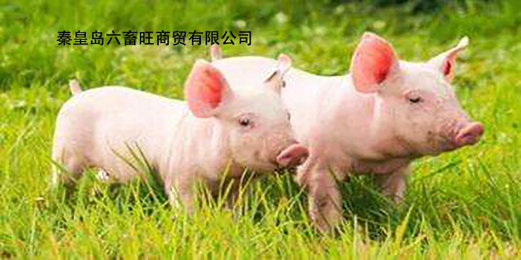 湛江最新豬價及其背后的溫情故事