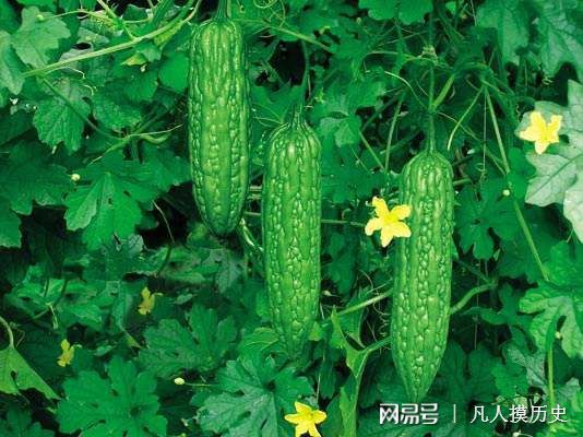 苦瓜最新網(wǎng)站，探索自然美景，尋找內(nèi)心寧靜的輕松之旅