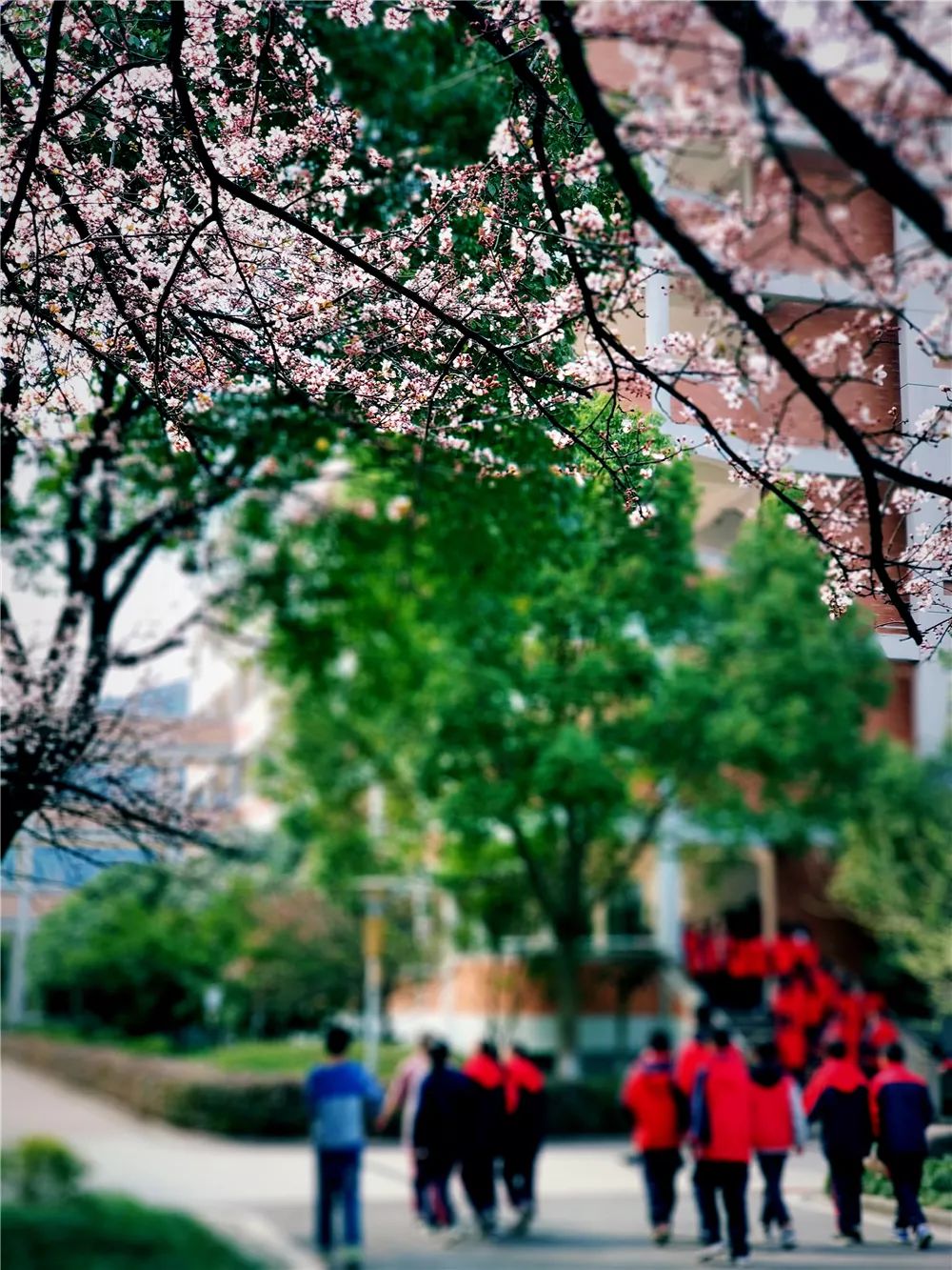 校園風(fēng)采新照，展現(xiàn)青春風(fēng)采的照片集錦