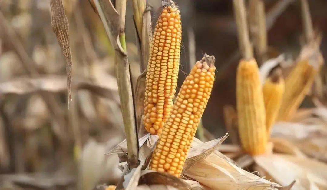 今日山東玉米價格行情，智能農(nóng)業(yè)引領(lǐng)新紀元風向標