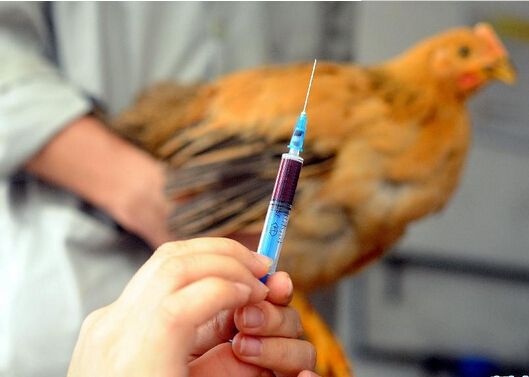 病情最新圖片獲取與分析指南，圖片獲取及分析步驟詳解