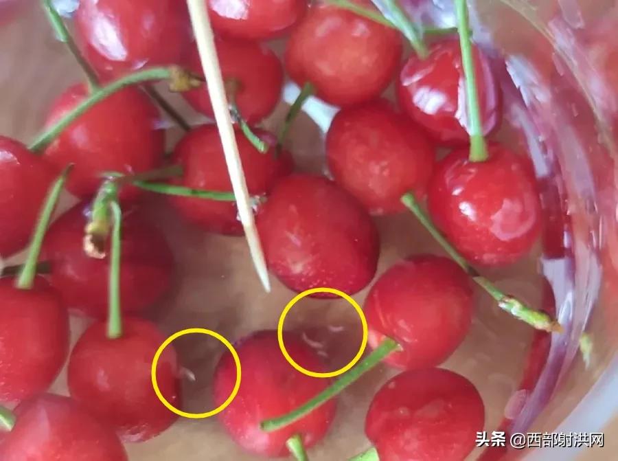 射洪上市公司，小巷深處的獨(dú)特風(fēng)味揭秘