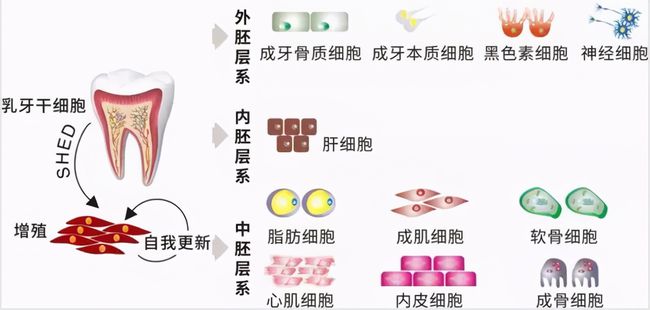 牙齒再生前沿技術(shù)，重塑微笑的秘密武器探索