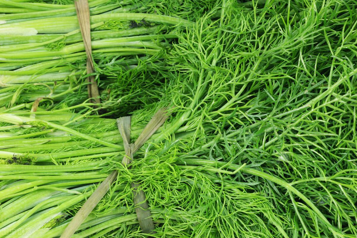 茴香價格動態(tài)，香氣變化與你的關聯(lián)