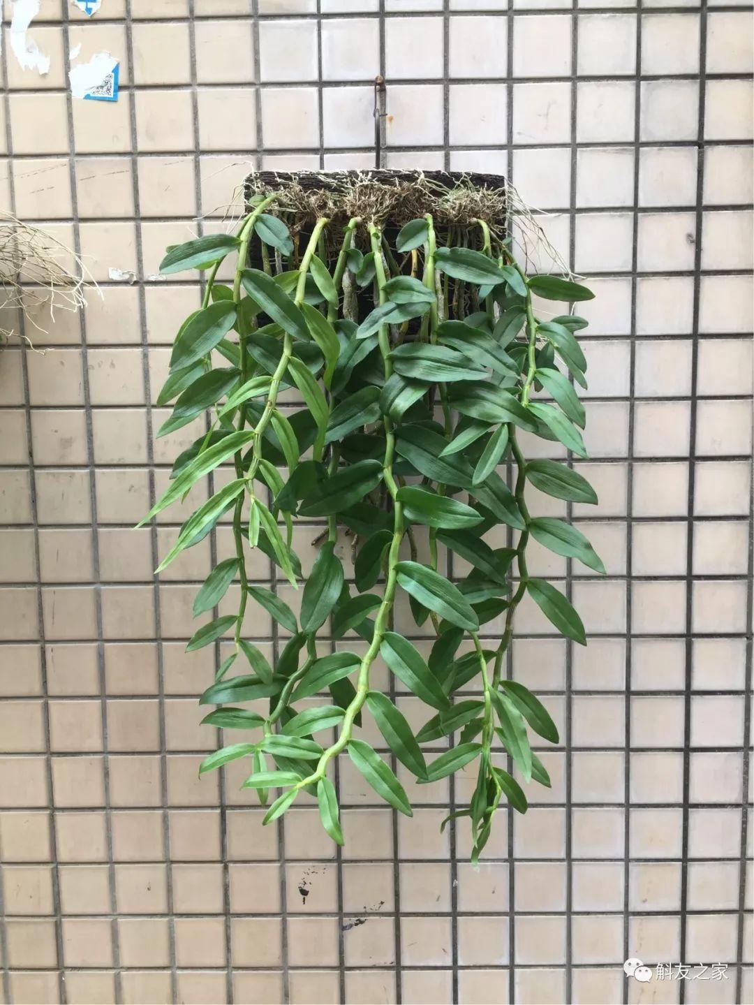 三寧復(fù)合肥最新報(bào)價(jià)及推薦，優(yōu)質(zhì)肥料選擇指南