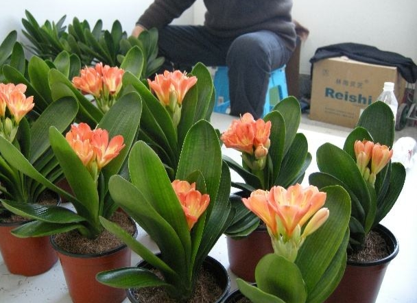 君子蘭價(jià)格變化中的自信與成就感，從綠葉到金花之路