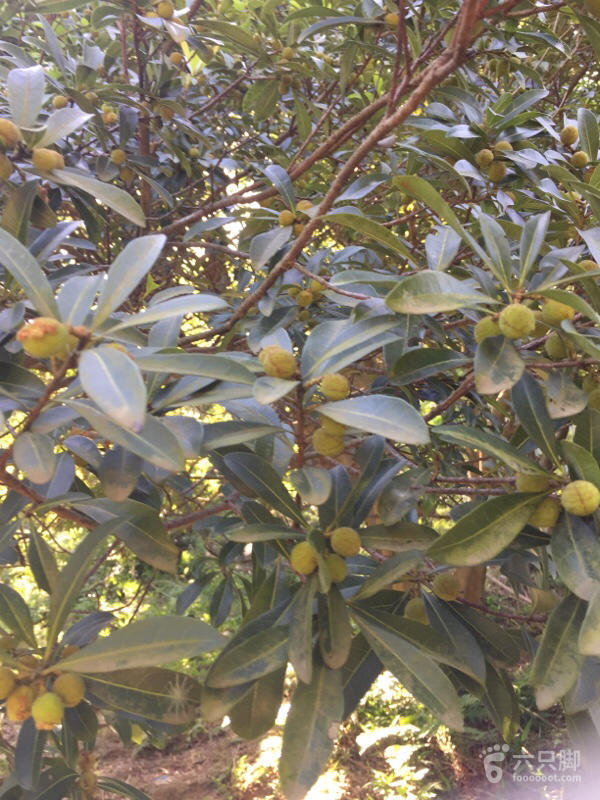 橫河大山搬遷最新動(dòng)態(tài)，力量重塑與未來(lái)希望