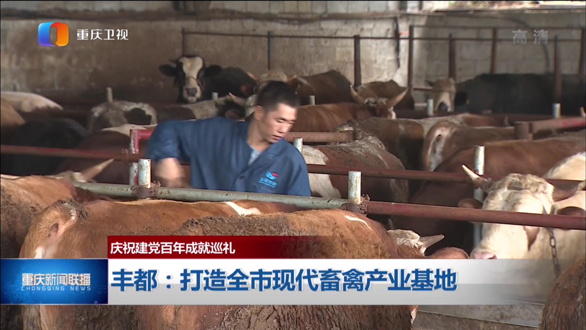 豐都新聞聯播揭秘城市角落的溫馨日常最新動態(tài)