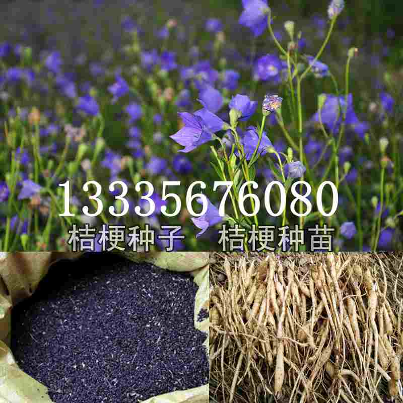 桔梗種子價格揭秘，成長旅程與自信綻放之路