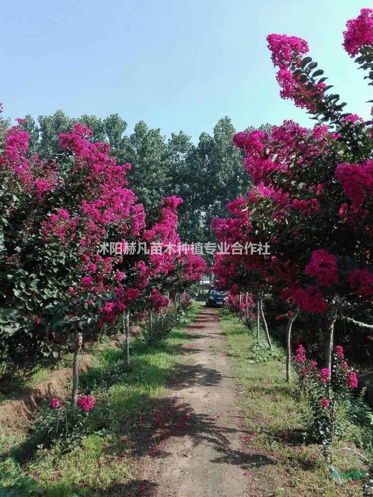 速生紫薇最新報(bào)價(jià)，開啟自然美景的旅行邀請(qǐng)