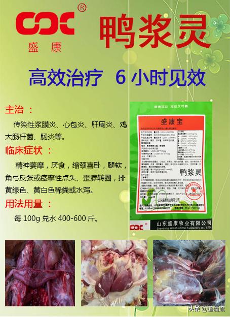 現(xiàn)在鴨苗行情詳解，選購、養(yǎng)殖與盈利的全方位指南