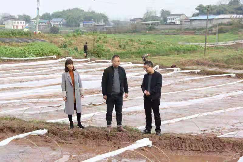 合川土場最新動(dòng)態(tài)更新，今日最新資訊速遞