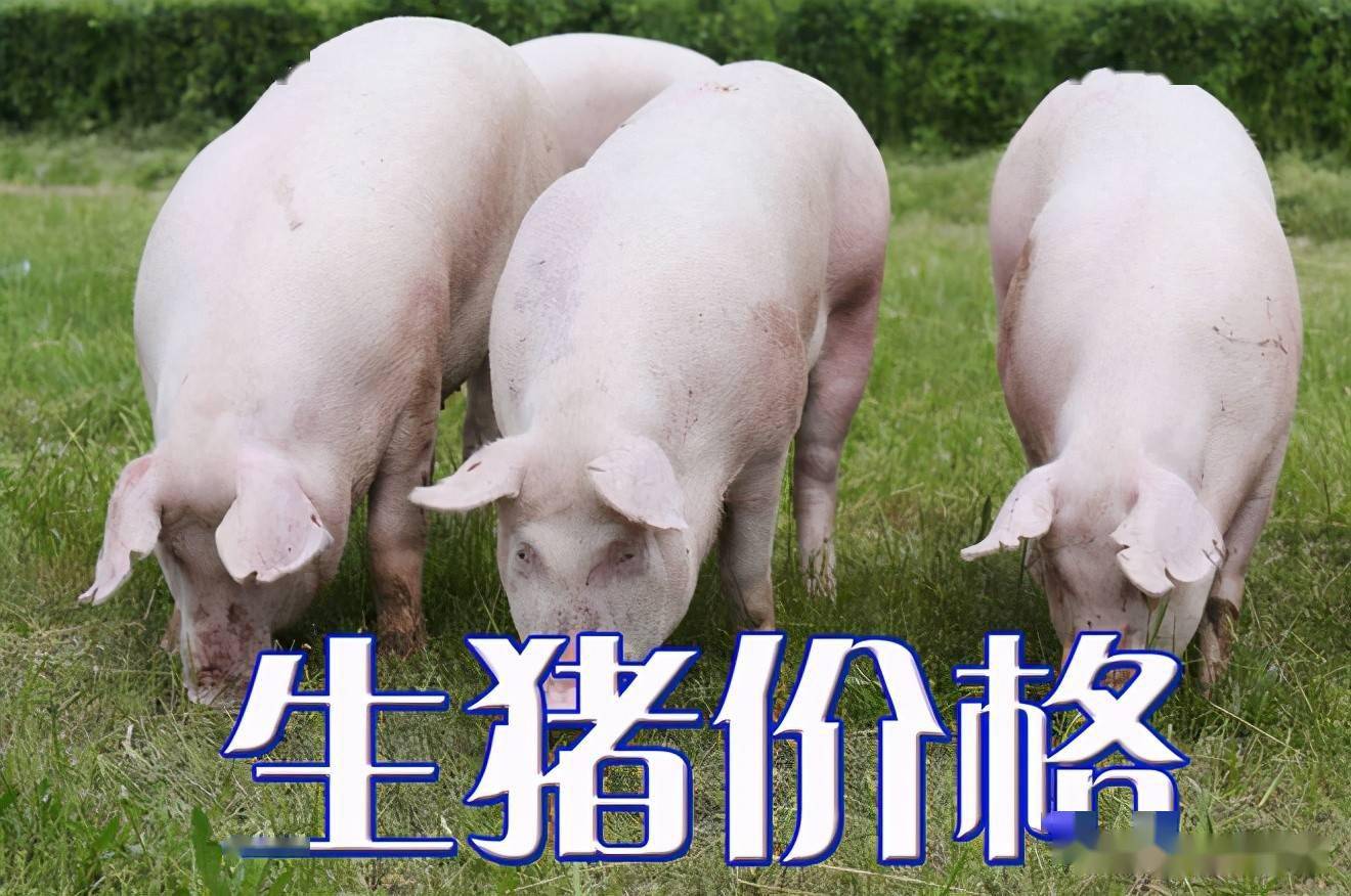 濰坊今日生豬價(jià)格探索，一場(chǎng)綠色之旅尋找內(nèi)心平靜