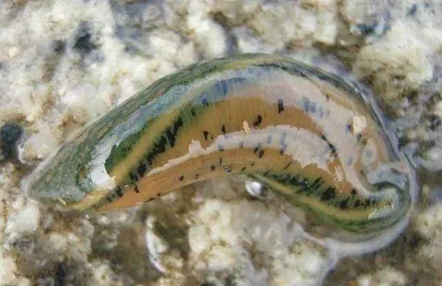 石斑魚孵化技術(shù)革新詳解，從入門到精通的孵化指南