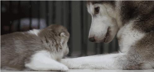 電視劇母子連心，心靈與自然的溫暖之旅