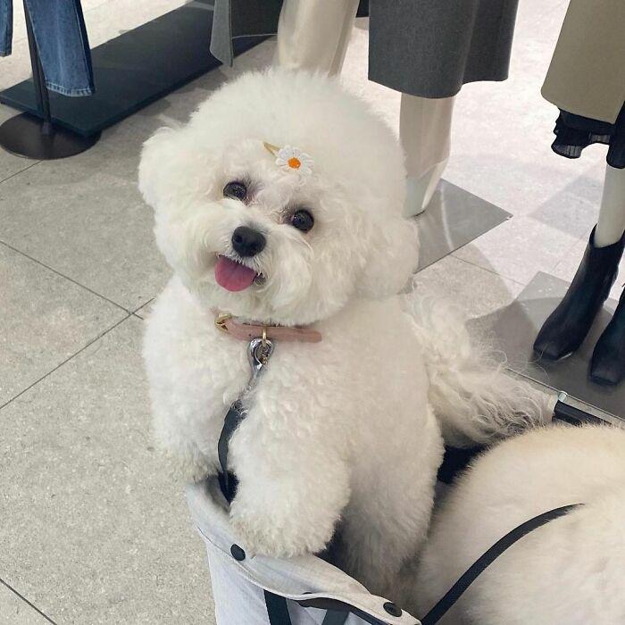 小巷中的寵物奇緣，比熊犬的價(jià)格探秘