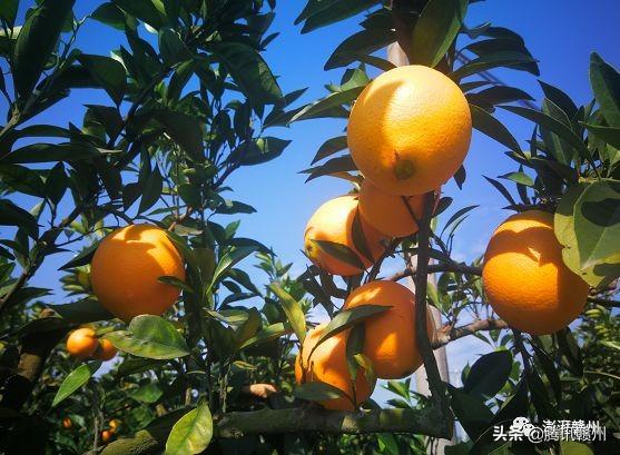 贛州上市公司，閃耀未來(lái)，共創(chuàng)繁榮時(shí)代！