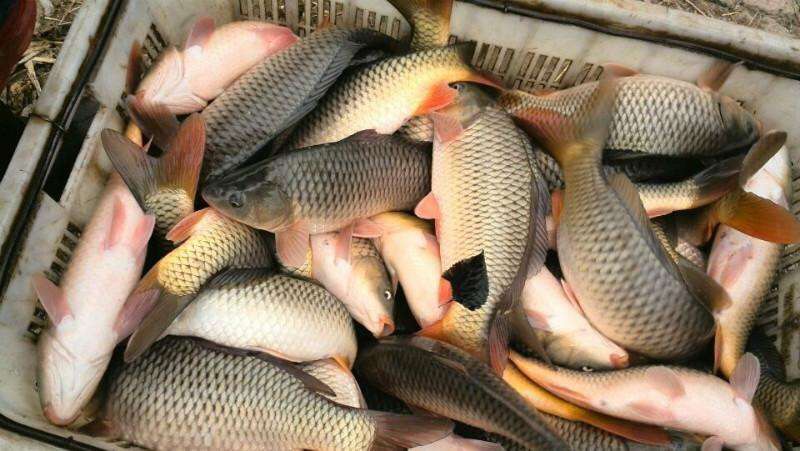 時(shí)代變遷與市場波動(dòng)下的鯉魚價(jià)格最新回顧與趨勢分析