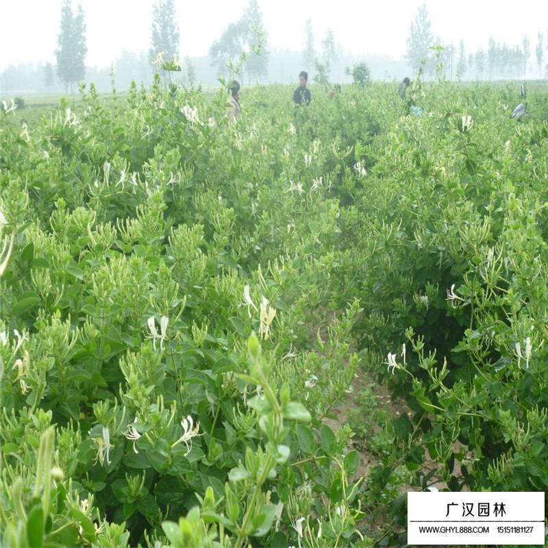 金銀花最新行情與機(jī)遇，價(jià)格變動(dòng)中的自信與成就感之源