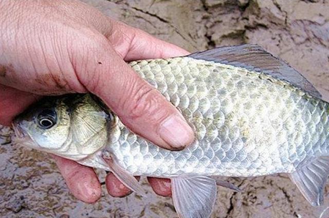 高科技智能魚探設(shè)備引領(lǐng)海洋探索新時(shí)代，最新魚訊速遞