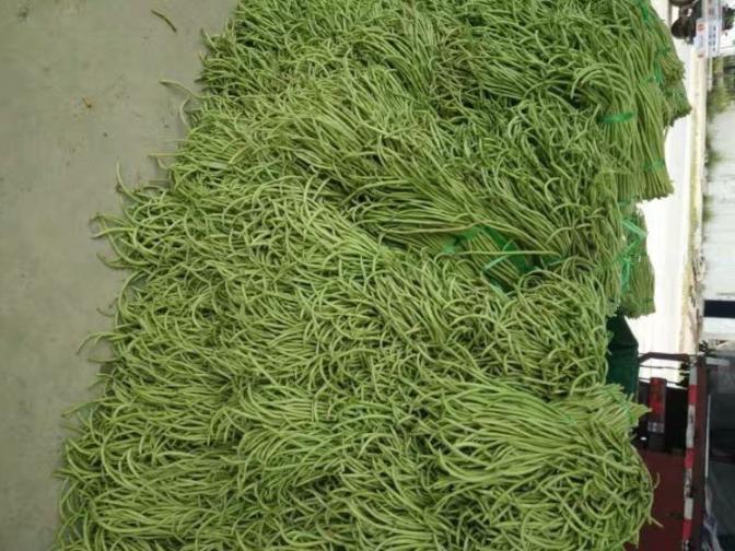 合浦豆角最新價(jià)格指南，獲取與比較豆角價(jià)格的方法及最新價(jià)格更新通知