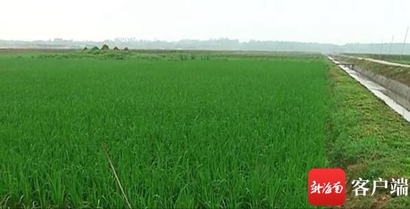 澄邁最新動(dòng)態(tài)，自然美景探索之旅，尋覓內(nèi)心平和與寧?kù)o的旅程