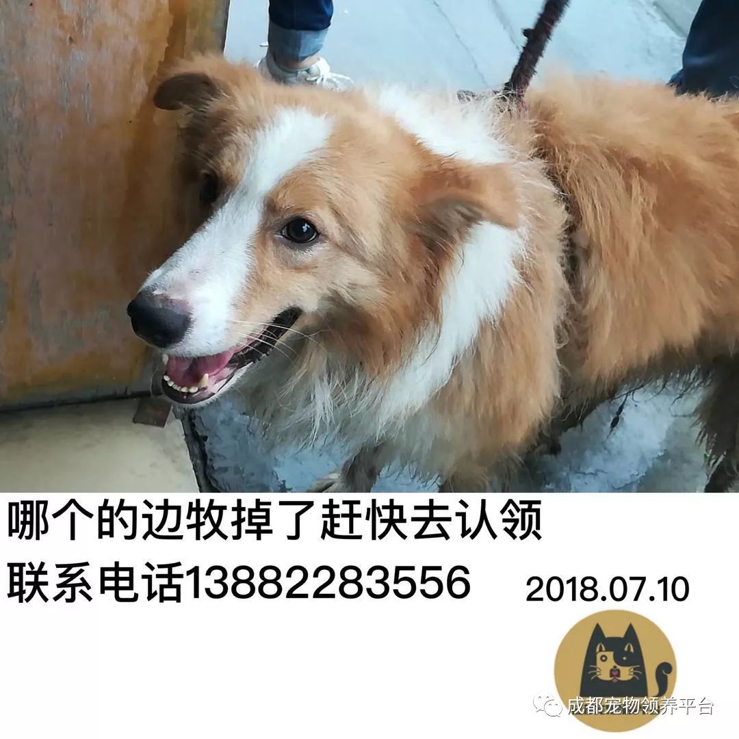 成都最新尋狗記，巷弄深處特色小店中的尋寵之旅