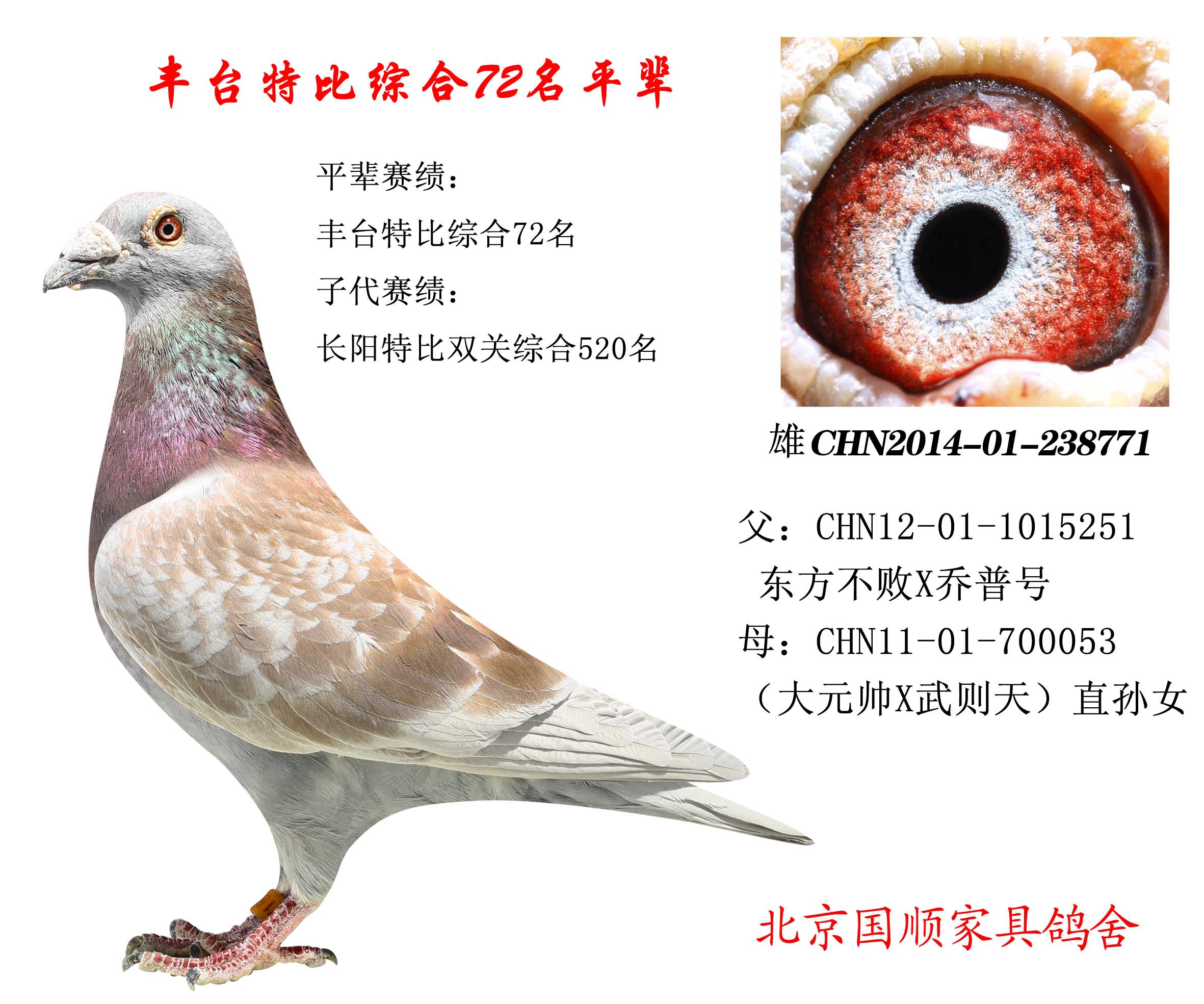 豐臺信鴿最新賽事指南，參賽步驟與賽事概覽