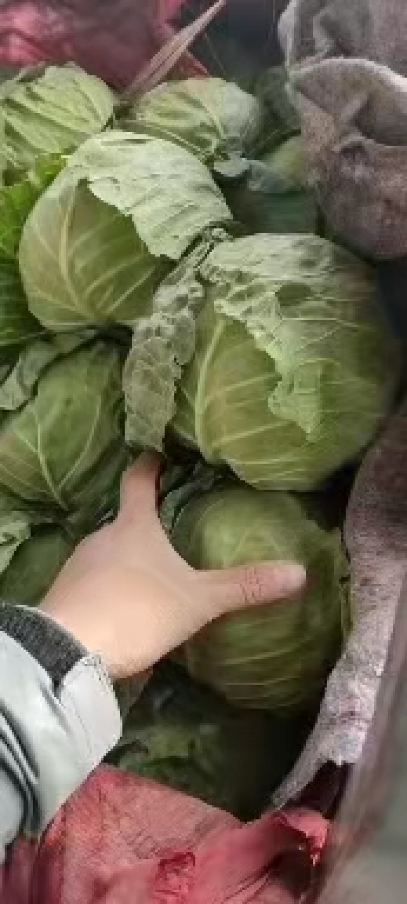 永年甘藍(lán)最新價格及市場走勢、種植要點(diǎn)與購買指南全解析
