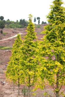 最新彩葉樹種種植與養(yǎng)護指南，從選種到養(yǎng)護一步到位！