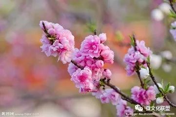 科技巔峰之作桃花開啟未來生活新紀元，最新章節(jié)預覽