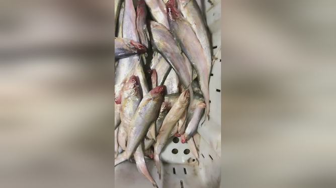 最新魚視頻，海洋生態(tài)與觀賞魚文化的精彩交融
