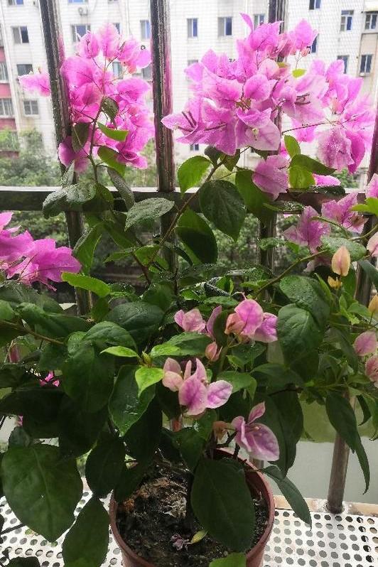 小巷深處的獨(dú)特花語(yǔ)，最新殘花之美