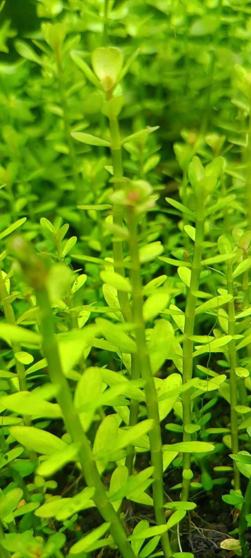 最新福利草草，自然美景之旅，探尋內(nèi)心平和與喜悅的旅程